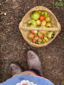 A garden basket filled with tomatoes at the feet of a woman