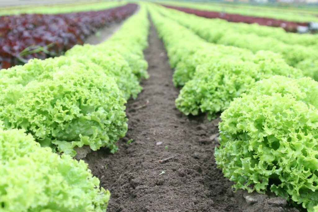 Homestead Skill 1:  Gardening.   Rows of beautiful green leafy vegetables